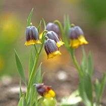 Рябчик лисьеягодный (Fritillaria uva-vulpis)