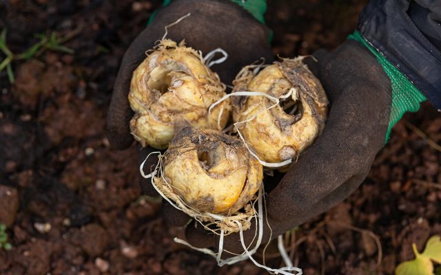 Небольшие порезы, шрамы, обесцвеченные поверхности и ямочки — обычные следы, возникающие при сборе, очистке и калибровке цветочных луковиц в Нидерландах.