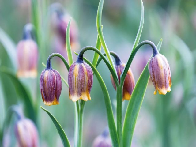 После того, как рябчик отцветёт, поддерживайте листву до её естественного отмирания.