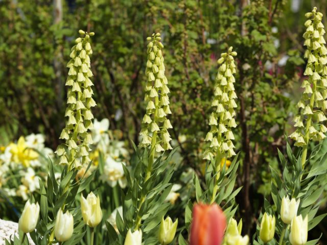 Рябчик персидский "Айвори Беллс" (Fritillaria persica 'Ivory Bells').