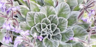 Чем вас удивят петрокосмеи? Интересные, редкие и неповторимые - Комнатные растения Сестра сенполии: чем вас могут удивить петрокосмеи.