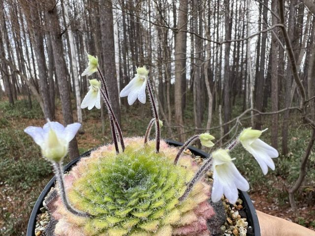 Начнём, пожалуй, с петрокосмеи Росеттифолиа (Petrocosmea rosettifolia) – миниатюрного растения с идеально симметричной розеткой.