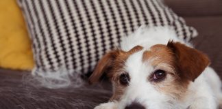 Как облегчить линьку у собаки? 6 проверенных лайфхаков