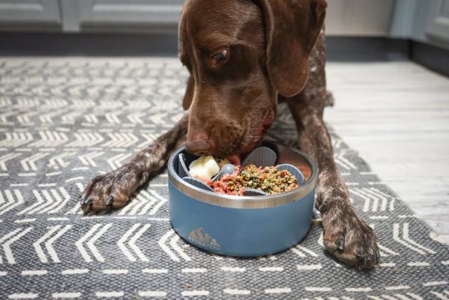 Облегчить линьку любимцу помогут и витаминно-минеральные добавки, которые будут способствовать поддержанию здоровья кожи и активному росту новой шерсти.