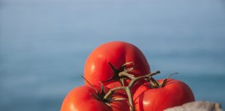 Томаты на Галапагосских островах эволюционируют в обратную сторону
