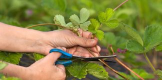 Уход за клубникой осенью — все важные работы шаг за шагом - Удобрения и средства защиты Уход за клубникой осенью — все важные работы шаг за шагом