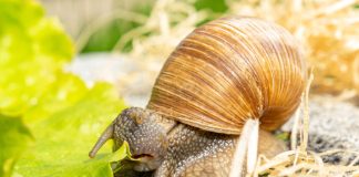 Выращиваем деликатес: как разводить виноградных улиток - Удобрения и средства защиты Выращиваем деликатес: как разводить виноградных улиток.