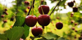 Высаживаем саженцы вишни осенью — от подготовки ямы до зимовки - АО «ГАРДЕН» Высаживаем саженцы вишни осенью — от подготовки ямы до зимовки.