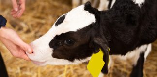 10 самых необходимых вещей для владельца коровы - Коровы, быки и другой крупный рогатый скот 10 самых необходимых вещей для владельца коровы.