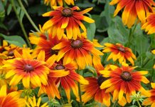 12 цветов, которые я сею только под зиму — секрет моего цветника - Цветник и ландшафт 12 цветов, которые я сею только под зиму — секрет моего цветника