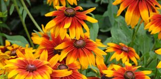 12 цветов, которые я сею только под зиму — секрет моего цветника - Цветник и ландшафт 12 цветов, которые я сею только под зиму — секрет моего цветника