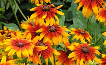 12 цветов, которые я сею только под зиму — секрет моего цветника 12 цветов, которые я сею только под зиму — секрет моего цветника