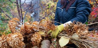 12 растений, которые нельзя обрезать осенью - Сад и огород 12 растений, которые нельзя обрезать осенью.