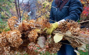 12 растений, которые нельзя обрезать осенью 12 растений, которые нельзя обрезать осенью.