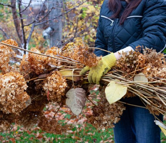 12 растений, которые нельзя обрезать осенью - Деревья 12 растений, которые нельзя обрезать осенью.