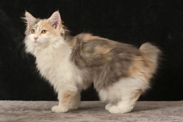 Главная особенность курбобов — короткий хвост-помпон. У каждой кошки он уникален, как отпечаток пальца. Кто-то говорит, что хвост похож на заячий, кто-то — на рысий.