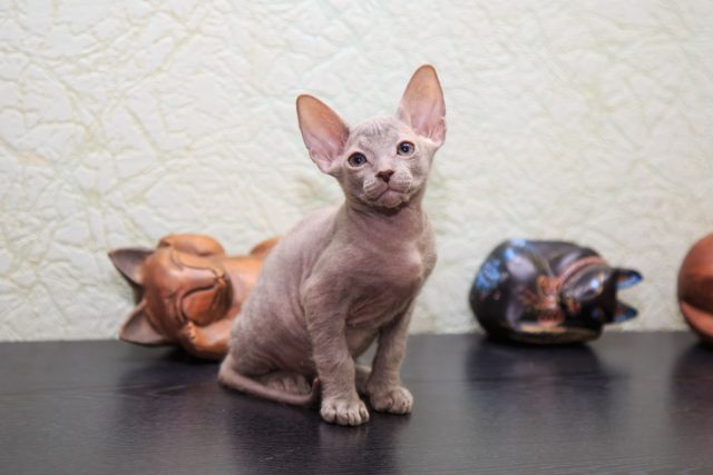 Донской сфинкс — первая российская порода бесшёрстных кошек, история которой началась с голого котёнка, родившегося в Ростове-на-Дону в 1987 году.