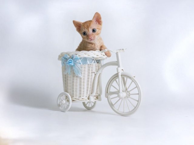 Котёнок уральского рекса