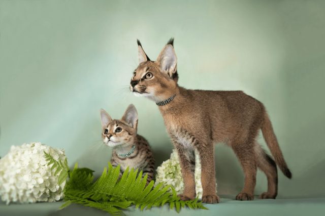 Каракеты — огромные, с кисточками на ушах, похожи на маленькую рысь. Это самая дорогая и редкая российская порода — котёнок может стоить несколько миллионов рублей.