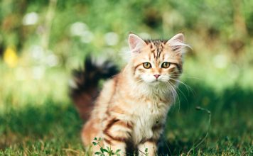 11 русских кошек, покоривших мир своей красотой и характером 11 русских кошек, покоривших мир своей красотой и характером