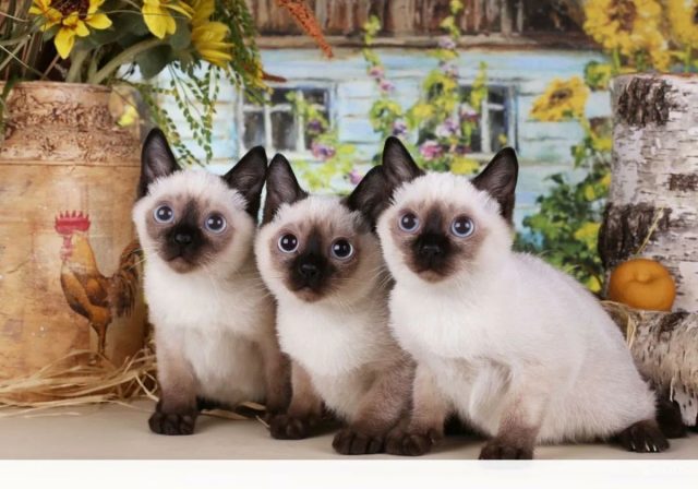 Крошечные создания с коротким хвостом-помпоном, окрасом колор-пойнт и огромными голубыми глазами. Они навсегда остаются котятами — и по виду, и по характеру.