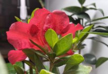 Азалия японская в домашних условиях