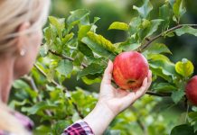 3 лучших сорта яблонь, которые заменят вам все остальные - Сад и огород 3 сорта яблонь, которых будет достаточно на участке