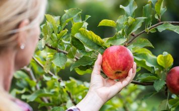 3 лучших сорта яблонь, которые заменят вам все остальные 3 сорта яблонь, которых будет достаточно на участке