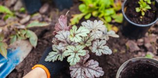 5 многолетников, которые нельзя делить осенью — не совершайте моих ошибок - Цветник и ландшафт 5 многолетников, которые нельзя делить осенью — не совершайте моих ошибок