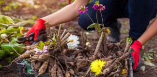 5 многолетников, которые не перенесут зиму в открытом грунте.