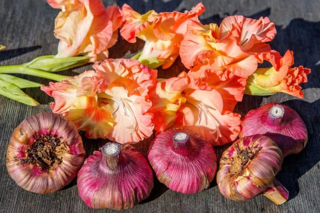 Перед закладкой на хранение клубнелуковицы очищают от отмерших корней, старой луковицы, отделяют деток, раскладывают в ящики со щелями для проветривания и досушивают при 18-20 °С. Перед закладкой на хранение клубнелуковицы очищают от отмерших корней, старой луковицы, отделяют деток, раскладывают в ящики со щелями для проветривания и досушивают при 18-20 °С.