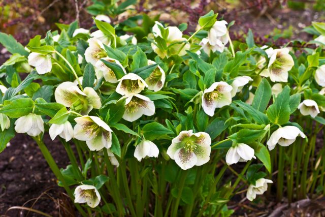 Морозник ненавидит пересадки, по моим наблюдениям! У него глубокие и хрупкие корни, которые в осенней почве гниют. К тому же о Морозник ненавидит пересадки, по моим наблюдениям! У него глубокие и хрупкие корни, которые в осенней почве гниют. К тому же осенью он уже заложил бутоны. Осенняя пересадка – почти гарантированная гибель!