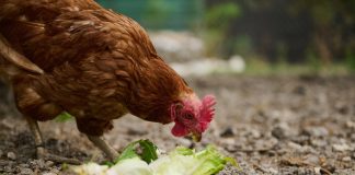 5 осенних кормов для кур, которые оставят вас без яиц.