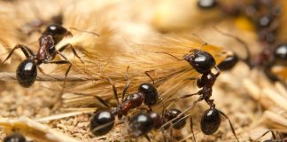 5 причин, почему муравьев стало больше — безопасные методы борьбы.