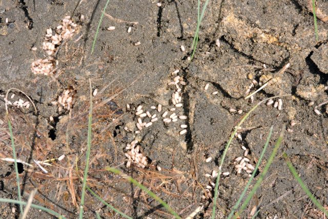 Многие дачники совершают и фатальную ошибку — намеренно уничтожают естественных конкурентов муравьев, которые или поедают часть их рациона, или включают самих муравьев в свой. Многие дачники совершают и фатальную ошибку — намеренно уничтожают естественных конкурентов муравьев, которые или поедают часть их рациона, или включают самих муравьев в свой.