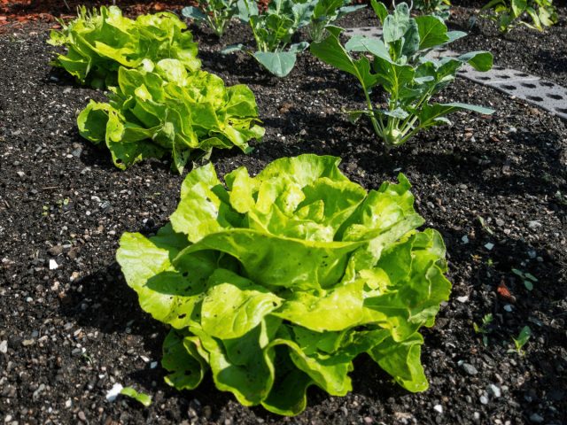 Сократила посадки вдвое Растения ухоженные, я спокойная. Лучше меньше, но по-душе.