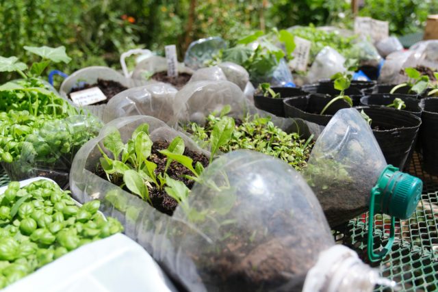 Ничего не выбрасываю: бутылки — полив, старые окна — парничок. В этом что-то уютное есть, будто всё на своём месте.