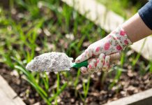 9 народных советов, которые убивают растения быстрее, чем вредители - Сад и огород 9 народных советов, которые убивают растения быстрее, чем вредители