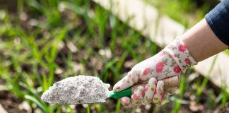 9 народных советов, которые убивают растения быстрее, чем вредители