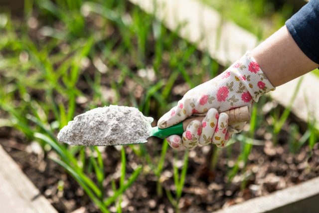 9 народных советов, которые убивают растения быстрее, чем вредители 9 народных советов, которые убивают растения быстрее, чем вредители