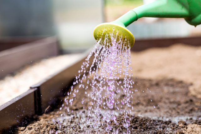 Марганцовка — это сильный окислитель. Она убивает всё подряд: и патогенные бактерии, и полезную микрофлору почвы, которая помогает растениям усваивать питание. Марганцовка — это сильный окислитель. Она убивает всё подряд: и патогенные бактерии, и полезную микрофлору почвы, которая помогает растениям усваивать питание.