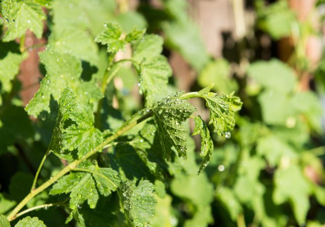 Кипяток убивает вредителей, но и растения. Почки легко погибают, а урожай теряется. Метод опасен из-за узкого временного окна, когда куст ещё «спит». Кипяток убивает вредителей, но и растения. Почки легко погибают, а урожай теряется. Метод опасен из-за узкого временного окна, когда куст ещё «спит».