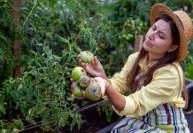 7 вредителей, которых вы сами приносите на дачу — и теряете урожай - Сад и огород 7 вредителей, которых вы сами приносите на дачу — и теряете урожай