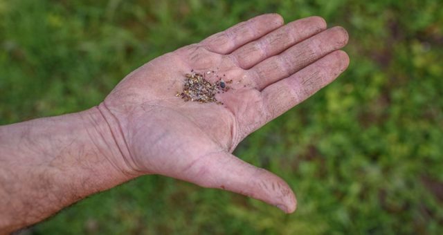 Сеять цветы стоит с наступлением ощутимого похолодания (вплоть до -20 °С), когда ночью земля слегка схватывается морозом, а днём оттаивает. Сеять цветы стоит с наступлением ощутимого похолодания (вплоть до -20 °С), когда ночью земля слегка схватывается морозом, а днём оттаивает.