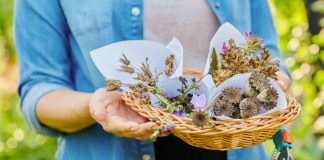 8 причин, почему цветы стоит сеять под зиму