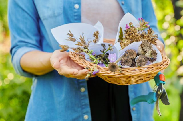 8 причин, почему цветы стоит сеять под зиму 8 причин, почему цветы стоит сеять под зиму