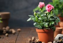 Чем подкормить розу в горшке? - Блоги компаний Чем подкормить розу в горшке?