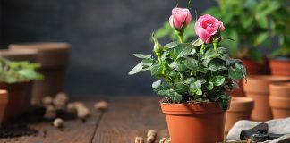 Чем подкормить розу в горшке?