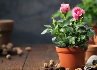 Чем подкормить розу в горшке?