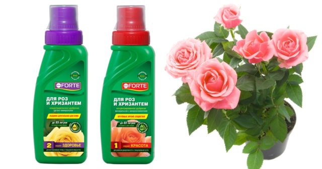 Готовое комплексное удобрение Bona Forte Для роз и хризантем – это наиболее очевидный и простой вариант. Готовое комплексное удобрение Bona Forte Для роз и хризантем – это наиболее очевидный и простой вариант.